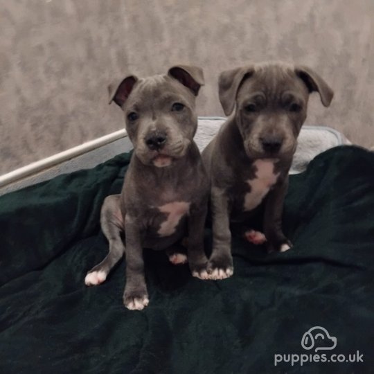 Staffordshire Bull Terrier - Both