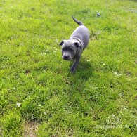 Staffordshire Bull Terrier - Both