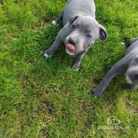 Staffordshire Bull Terrier - Both