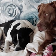 Staffordshire Bull Terrier - Both