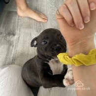 Staffordshire Bull Terrier - Both