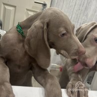 Weimaraner - Dogs