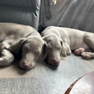 Weimaraner - Dogs