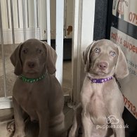 Weimaraner - Dogs