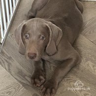 Weimaraner - Dogs