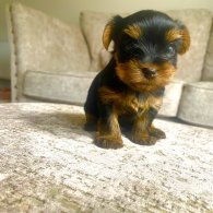 Yorkshire Terrier - Both