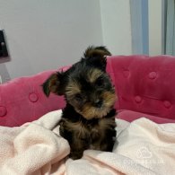 Yorkshire Terrier - Dogs