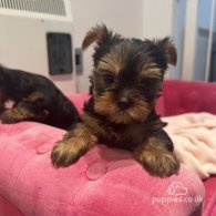 Yorkshire Terrier - Dogs