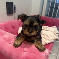 Yorkshire Terrier - Dogs