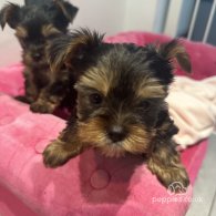 Yorkshire Terrier - Dogs