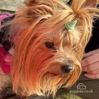 Yorkshire Terrier - Dogs