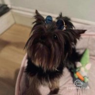 Yorkshire Terrier - Dogs