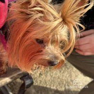 Yorkshire Terrier - Dogs