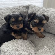 Yorkshire Terrier - Both