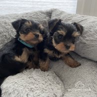 Yorkshire Terrier - Both