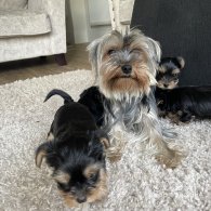 Yorkshire Terrier - Both