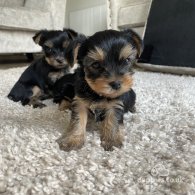 Yorkshire Terrier - Both