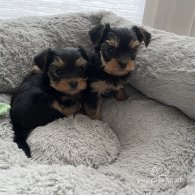 Yorkshire Terrier - Both