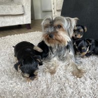 Yorkshire Terrier - Both