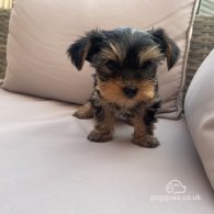 Yorkshire Terrier - Both