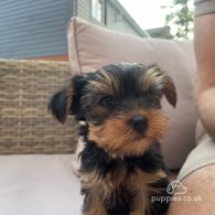 Yorkshire Terrier - Both