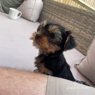 Yorkshire Terrier - Both