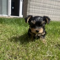 Yorkshire Terrier - Both