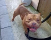 American Bulldog