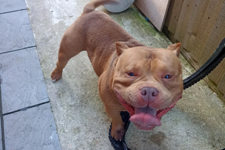 American Bulldog