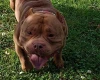 American Bulldog