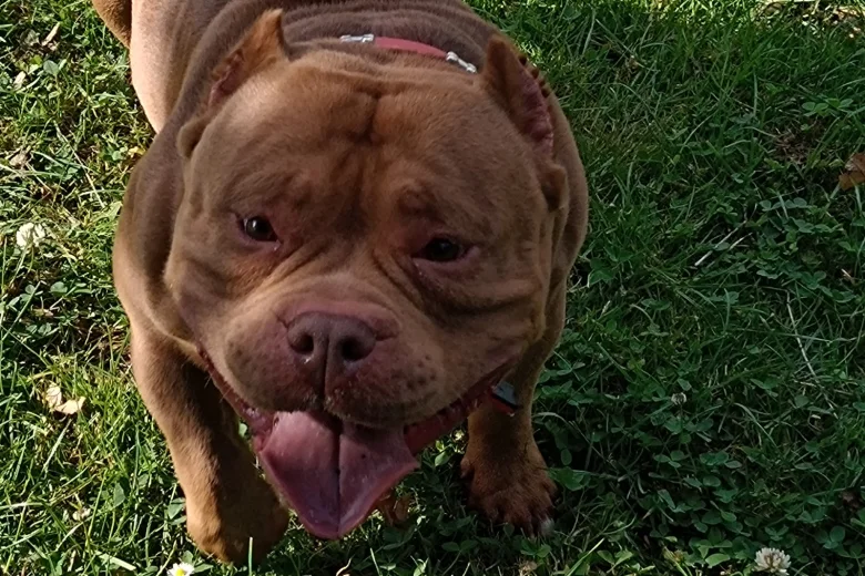 American Bulldog