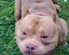 American Bulldog