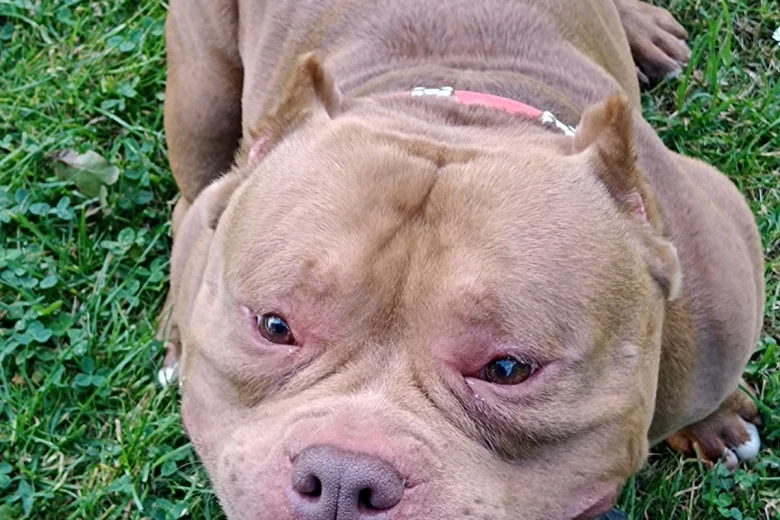 American Bulldog