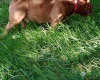 American Bulldog