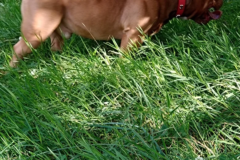 American Bulldog