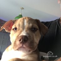 American Bulldog - Both