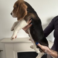 Beagle - Both