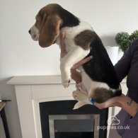 Beagle - Both