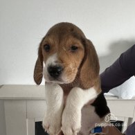 Beagle - Both