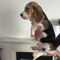 Beagle - Both