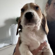 Beagle - Both