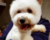 Bichon Frise