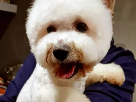 Bichon Frise