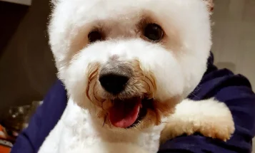 Bichon Frise