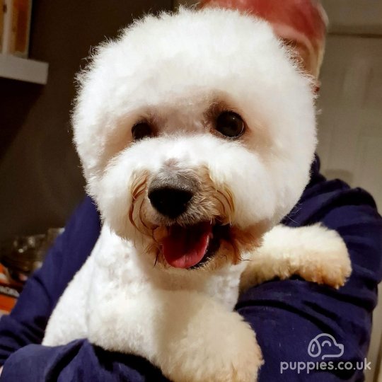 Bichon Frise