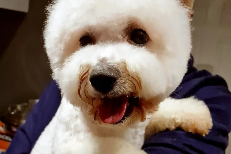 Bichon Frise