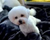 Bichon Frise