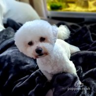 Bichon Frise