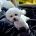 Bichon Frise