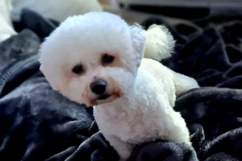 Bichon Frise